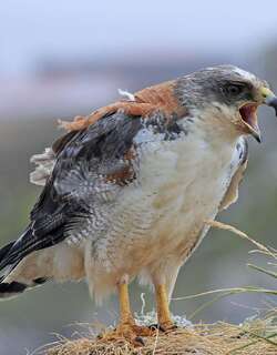 红背鵟 / Variable Hawk / Geranoaetus polyosoma