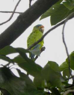 尼加拉瓜绿鹦哥 / Pacific Parakeet / Psittacara strenuus