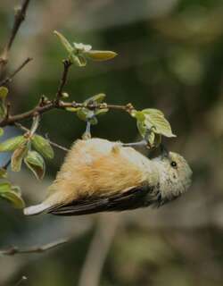 非洲攀雀 / Grey Penduline Tit / Anthoscopus caroli