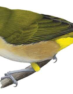 日本绣眼鸟 / Warbling White-eye / Zosterops japonicus