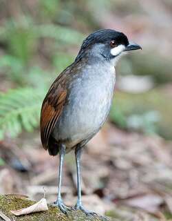 若克蚁鸫 / Jocotoco Antpitta / Grallaria ridgelyi