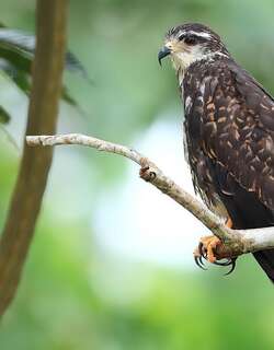 食螺鸢 / Snail Kite / Rostrhamus sociabilis