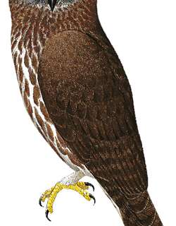 巧克力色鹰鸮 / Chocolate Boobook / Ninox randi