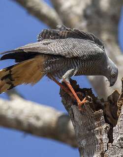 鹤鹰 / Crane Hawk / Geranospiza caerulescens