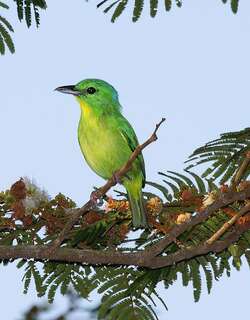 绿鵙雀 / Green Shrike-Vireo / Vireolanius pulchellus