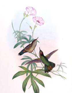 反嘴蜂鸟 / Mountain Avocetbill / Opisthoprora euryptera