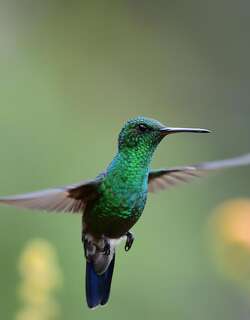 蓝臀蜂鸟 / Blue-vented Hummingbird / Saucerottia hoffmanni