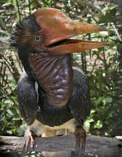 盔犀鸟 / Helmeted Hornbill / Rhinoplax vigil