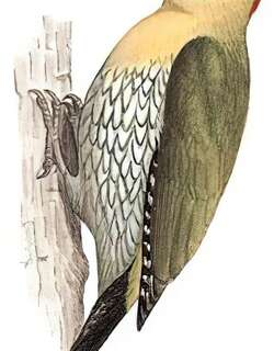 花腹绿啄木鸟 / Laced Woodpecker / Picus vittatus