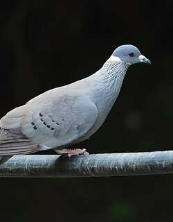 白领鸽 / White-collared Pigeon / Columba albitorques