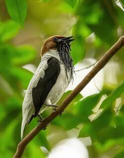 须钟伞鸟 / Bearded Bellbird / Procnias averano