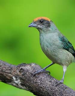 朱顶唐加拉雀 / Scrub Tanager / Stilpnia vitriolina