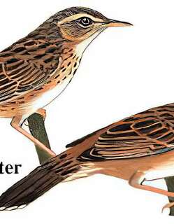 小蝗莺 / Pallas’s Grasshopper Warbler / Helopsaltes certhiola