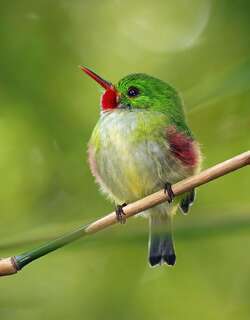 短尾鴗 / Jamaican Tody / Todus todus