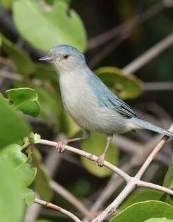 灰黄锥嘴雀 / Bicolored Conebill / Conirostrum bicolor