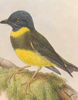 绿黄杂色鹟 / Banded Yellow Robin / Gennaeodryas placens