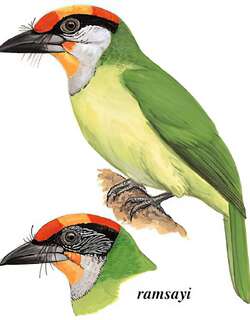 金喉拟啄木鸟 / Golden-throated Barbet / Psilopogon franklinii