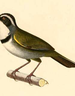 纹头薮雀 / White-browed Brushfinch / Arremon torquatus