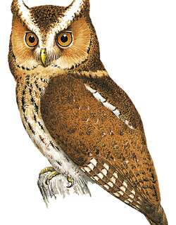 爪哇角鸮 / Javan Scops Owl / Otus angelinae