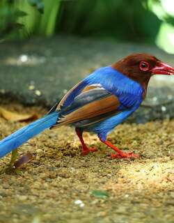 斯里兰卡蓝鹊 / Sri Lanka Blue Magpie / Urocissa ornata