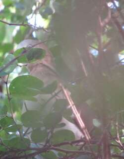 威氏棕翅鸠 / Grenada Dove / Leptotila wellsi