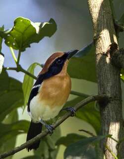 卢氏黑鵙 / Lühder’s Bushshrike / Laniarius luehderi