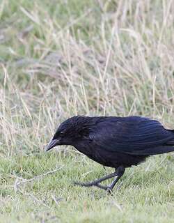 古巴黑鹂 / Cuban Blackbird / Ptiloxena atroviolacea