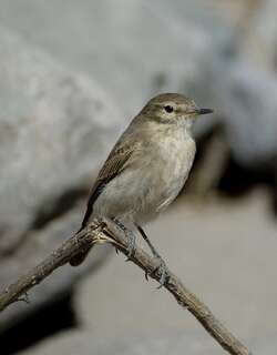 斑嘴地霸鹟 / Spot-billed Ground Tyrant / Muscisaxicola maculirostris