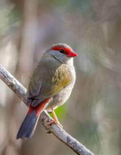 红眉火尾雀 / Red-browed Finch / Neochmia temporalis