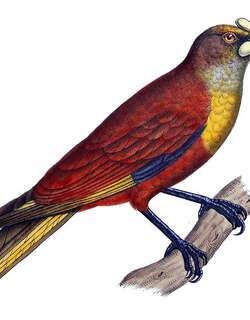 盔拟掠鸟 / Casqued Oropendola / Cacicus oseryi