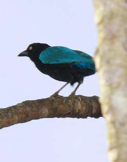 黑蓝冠鸦 / San Blas Jay / Cyanocorax sanblasianus