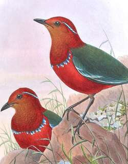 蓝斑八色鸫 / Blue-banded Pitta / Erythropitta arquata