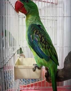 巨嘴鹦鹉 / Great-billed Parrot / Tanygnathus megalorynchos