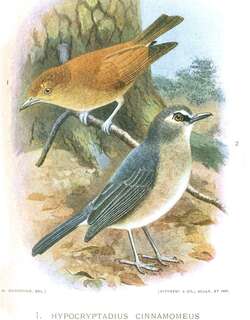 棉岛林鹟 / Slaty-backed Jungle Flycatcher / Vauriella goodfellowi