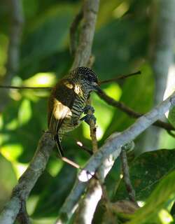 辉姬啄木鸟 / Golden-spangled Piculet / Picumnus exilis