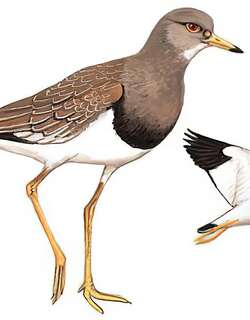 灰头麦鸡 / Grey-headed Lapwing / Vanellus cinereus