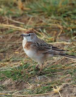 红顶短趾百灵 / Red-capped Lark / Calandrella cinerea