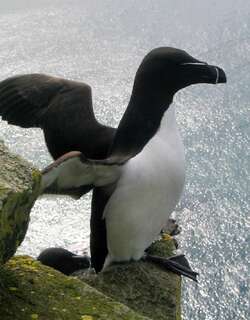 刀嘴海雀 / Razorbill / Alca torda