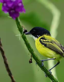黑头哑霸鹟 / Black-headed Tody-Flycatcher / Todirostrum nigriceps