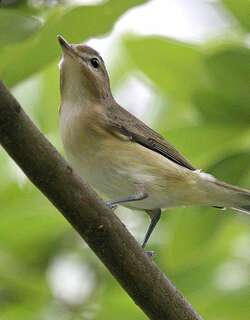 歌莺雀 / Warbling Vireo / Vireo gilvus