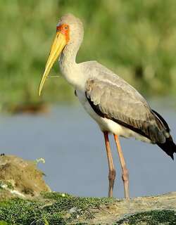 黄嘴鹮鹳 / Yellow-billed Stork / Mycteria ibis