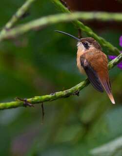 红隐蜂鸟 / Reddish Hermit / Phaethornis ruber