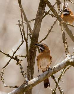 白须针尾雀 / White-whiskered Spinetail / Synallaxis candei