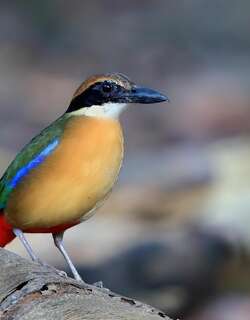 红树八色鸫 / Mangrove Pitta / Pitta megarhyncha
