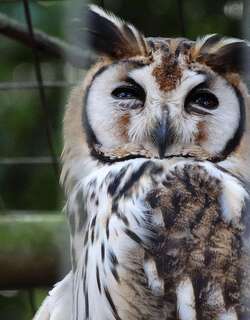 纹鸮 / Striped Owl / Pseudoscops clamator