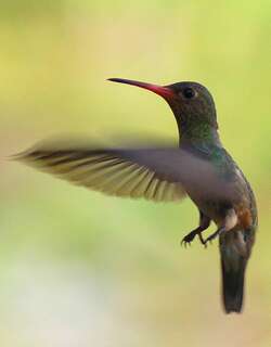 棕喉红嘴蜂鸟 / Rufous-throated Sapphire / Hylocharis sapphirina