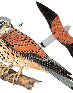 红隼 / Common Kestrel / Falco tinnunculus