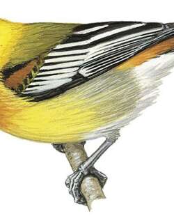 海地纹头唐纳雀 / Hispaniolan Spindalis / Spindalis dominicensis