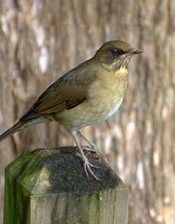 淡腹鸫 / Creamy-bellied Thrush / Turdus amaurochalinus