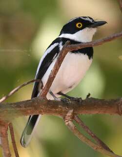 灰头蓬背鹟 / Grey-headed Batis / Batis orientalis